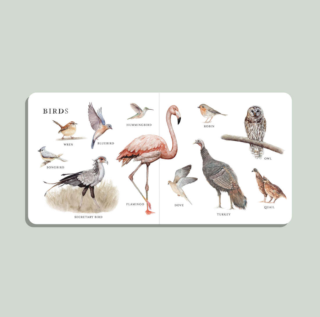 Book with illustrations of various birds on a light green background