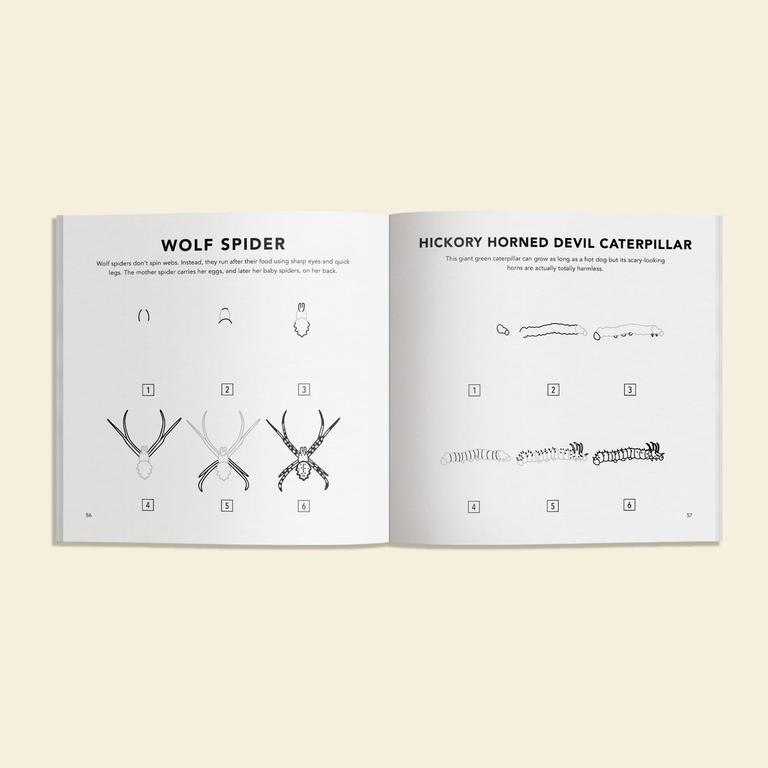 Inside view of "How to Draw Bugs for Kids" showing the step-by-step process on how to draw a wolf spider. 